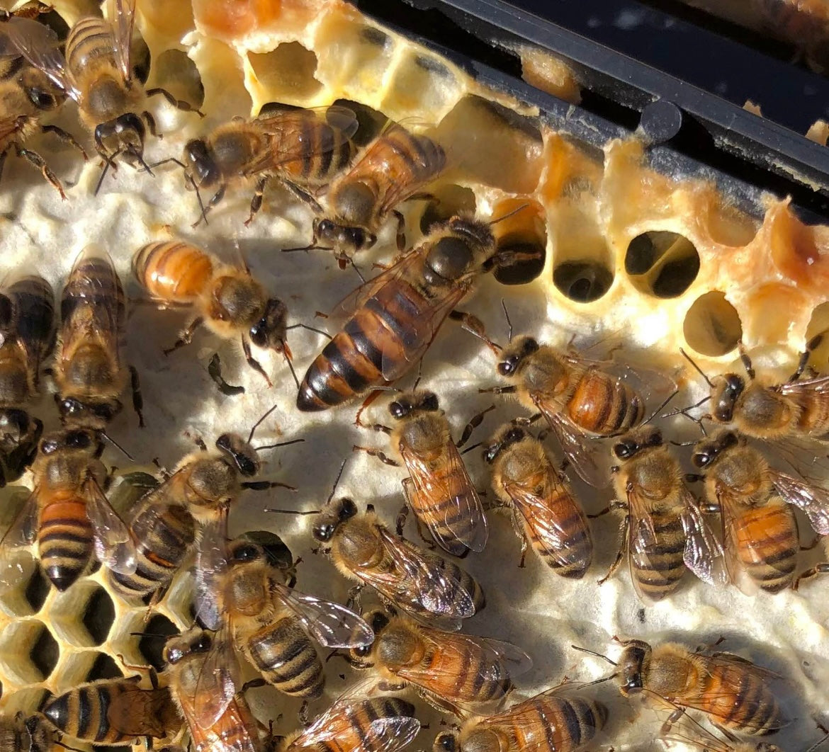 Mated Queens