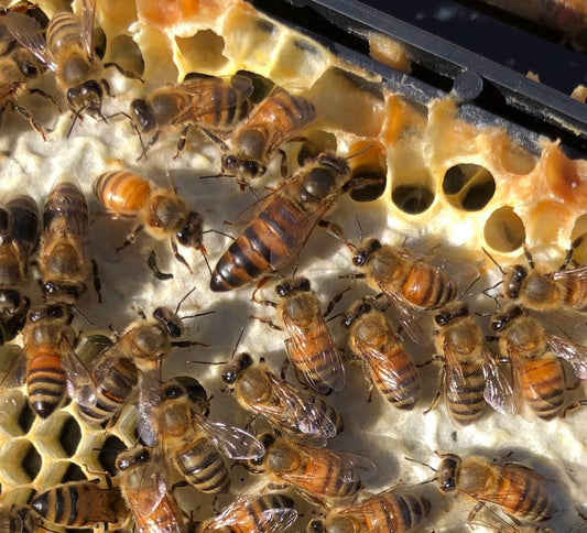 Mated Queens