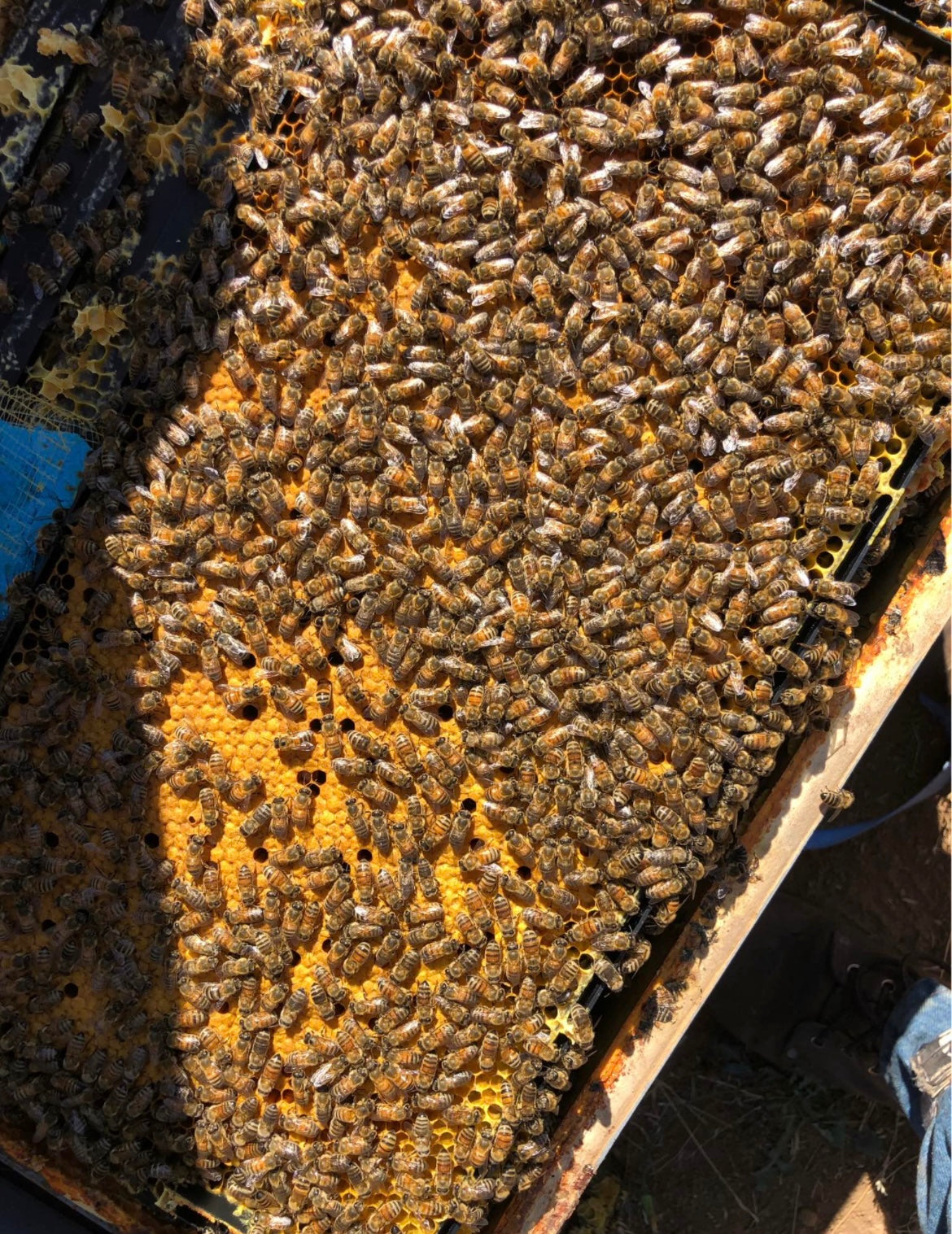 Mated Queens