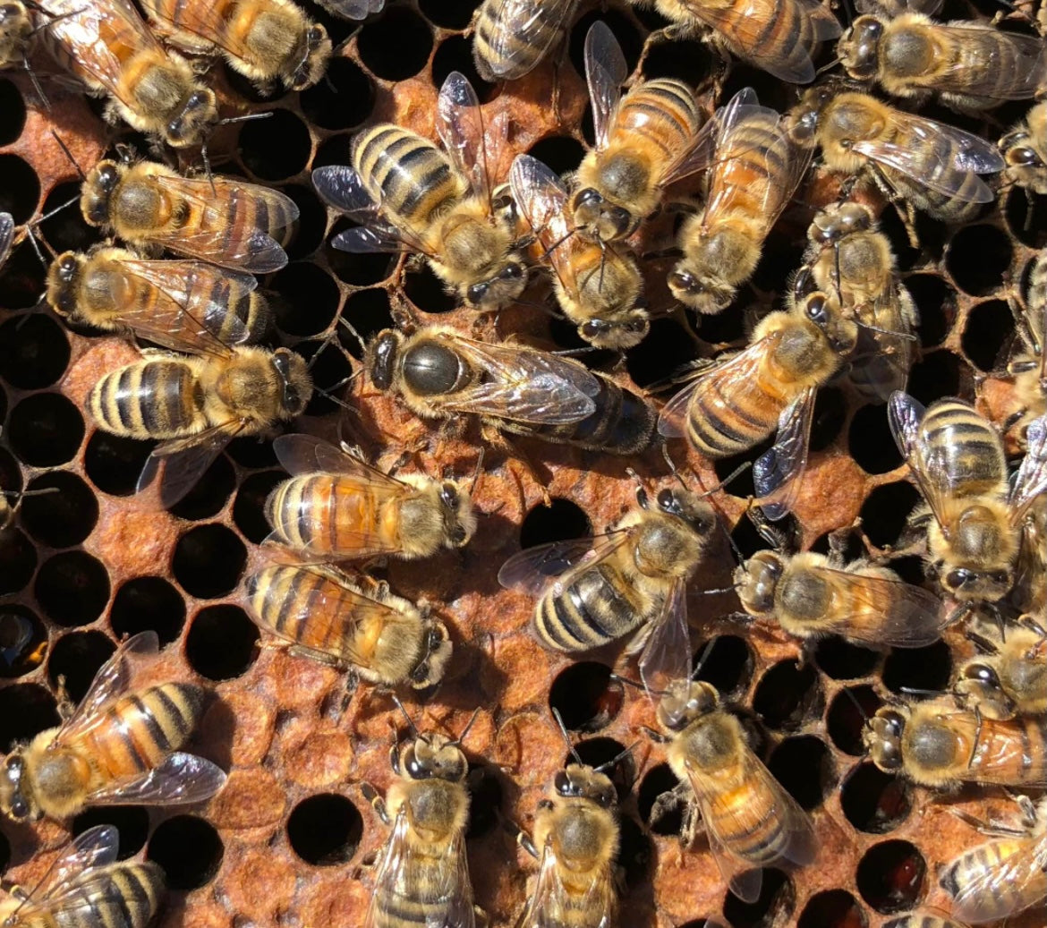 Mated Queens