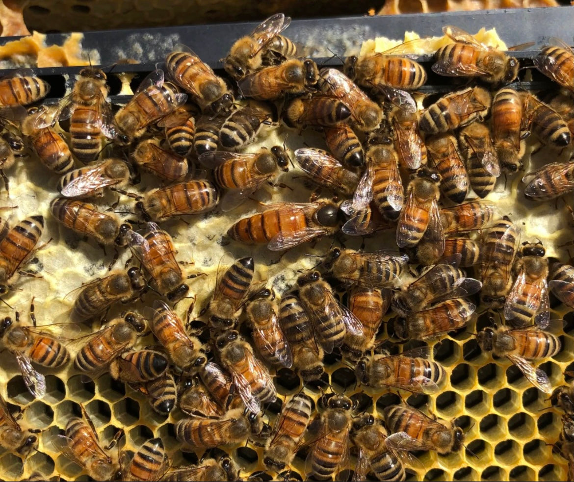 Mated Queens